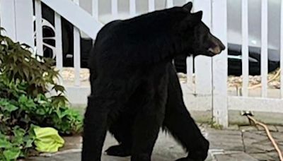 Black bear season in Brookland