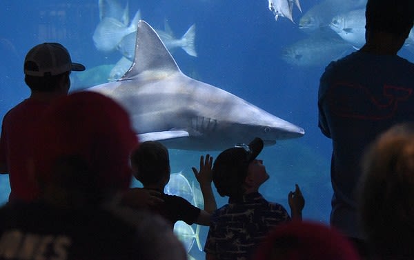 Tennessee Aquarium voted nation’s best aquarium in Newsweek poll | Chattanooga Times Free Press