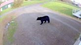 Neighbors in Lee spot black bear strolling in neighborhood