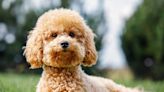 Miniature Poodle Gets a 'Bad Haircut' and People Are Having a Field Day