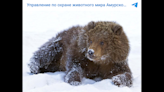 Half-asleep bears — unable to hibernate — seen walking around in Russia, officials say