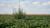 Randall County Ag Day and Crops Tour set for Aug. 29 in Canyon