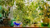5 best indoor screening plants to protect your privacy