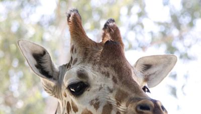 Skye the giraffe dies at Sacramento Zoo.