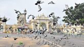 Identify dedicated place to feed pigeons - Star of Mysore
