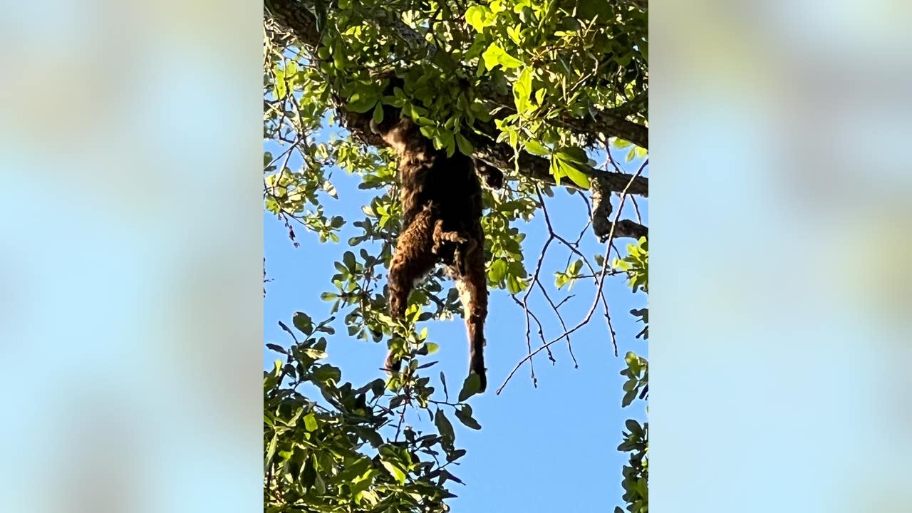 Bobcat found mysteriously dead, hanging from tree in Safety Harbor neighborhood