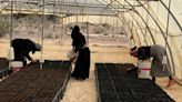 Mujeres en lucha contra la desertificación en Jordania, una planta a la vez