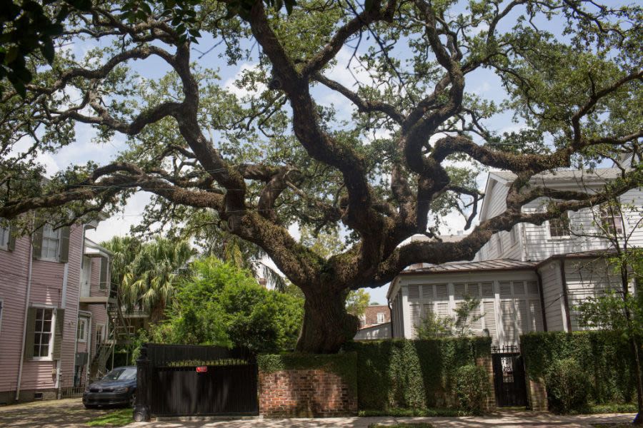 Survey: 3 Louisiana neighborhoods rank among the most beautiful US front yards