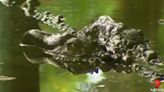 World's oldest croc gets birthday cake