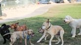 David H. Ready Dog Park in Palm Springs to close for annual seeding; Demuth still open