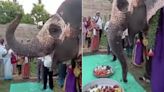 Watch: This Video Of Elephant Enjoying A Fruit Thali On Its Birthday Is Winning Hearts