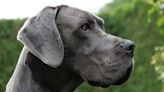 Great Dane Therapy Dog Crowned ‘Hero Dog’