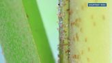 Little fire ants found in Waimanalo nursery, how to test your own home
