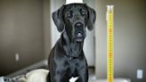 Meet Kevin: The Great Dane: Iowa’s Gentle Giant Sets World Record! | KAT 103.7FM | Hoss Michaels