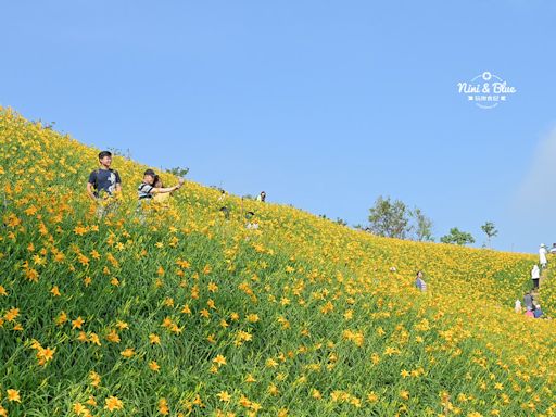 不用跑台東花蓮就有一整片金針花山坡可以拍！彰化花壇「虎山巖」賞平地金針花，美得像電腦桌布～