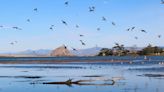 Rare sightings, smaller flocks: How climate change is impacting Morro Bay’s beloved birds