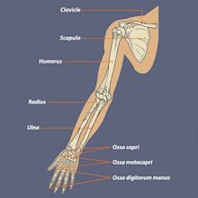 Arm Bones And Muscles Diagram