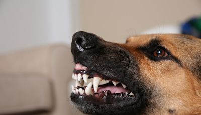 Smiling German Shepherd Auditions for ‘Jaws’ Movie and Totally Nails It