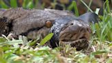 Pitón reticulada, la serpiente invasora que se expande por Puerto Rico: ¿qué tan peligrosa es?