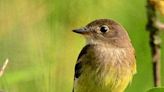 Speaking of Nature: Introducing the Alder Flycatcher: After 27 years of waiting, the bird finally allowed itself to be photographed