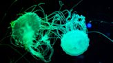 Jellyfish-inspired glowing dye can glom onto fingerprints at crime scenes