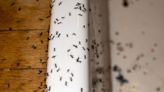 Ants get scared off and keep away for good when using natural item they despise