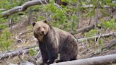 WA Ranchers bearing brunt of grizzlies returning to North Cascades