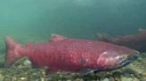 Biden administration advances bid to list Gulf of Alaska king salmon as endangered or threatened | Juneau Empire