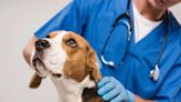 Juvenile Polyarteritis (Beagle Pain Syndrome) in Dogs: Symptoms, Causes, & Treatments