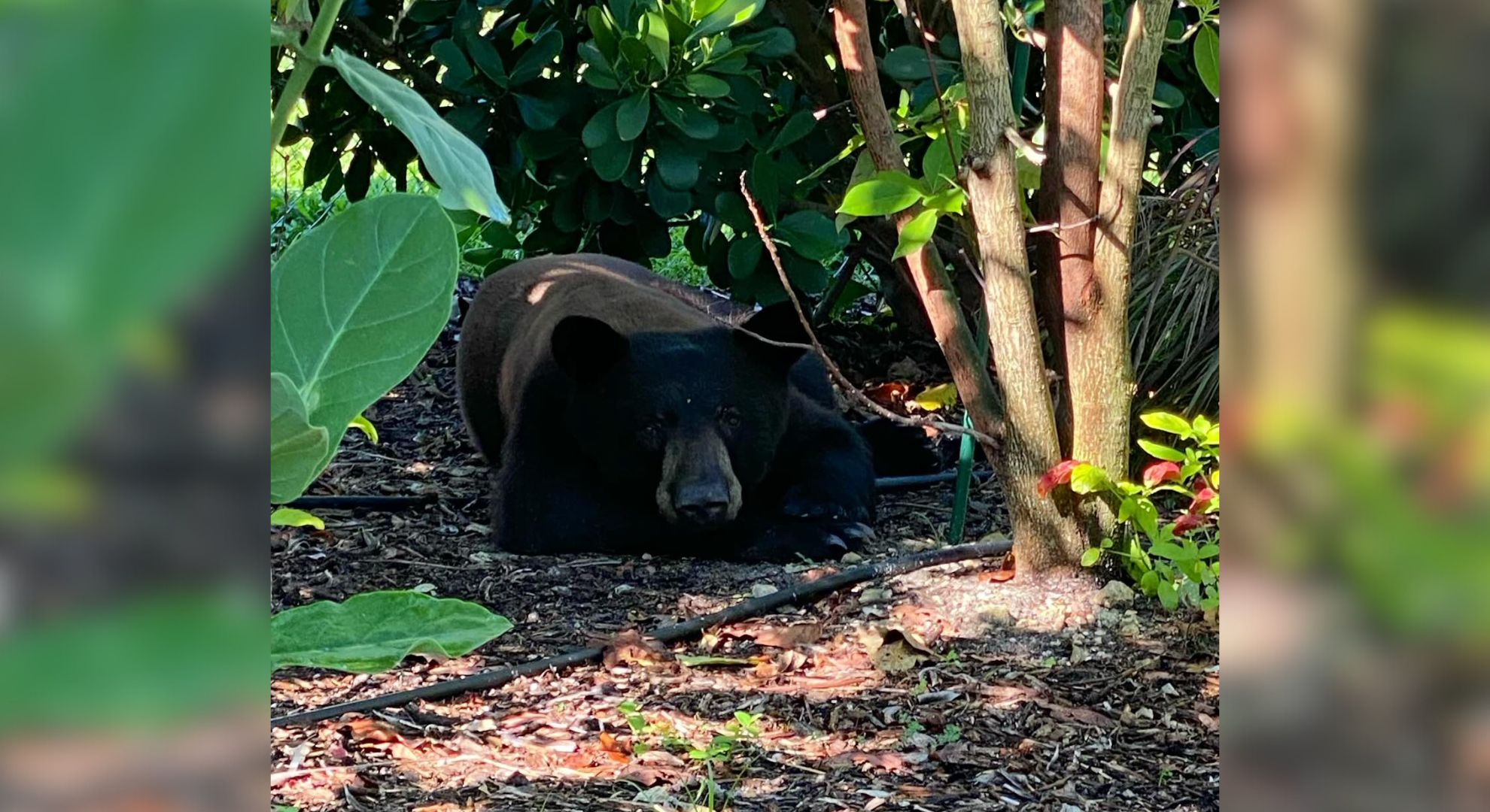 Bear spotted in Cape Coral