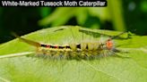 White-Marked Tussock Moth Caterpillars - Joe Boggs | 55KRC | Ron Wilson