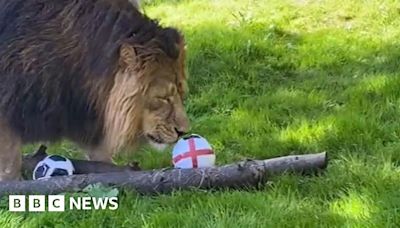 It's Harry Mane - Lion backs England for Euros glory