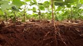Secrets of soil-enriching pulses could transform future of sustainable agriculture