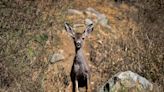 Catalina's invasive mule deer are spared death from above. They still face an uncertain fate