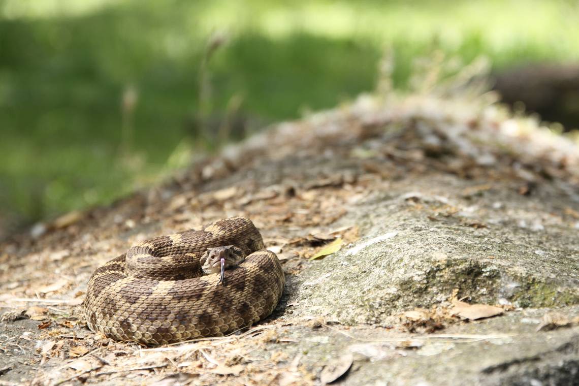Can rattlesnakes really climb trees in California? Swim? Here’s what experts say
