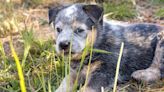 Blue Heeler Puppy Has the Sassiest Attitude at Just 3 Weeks Old