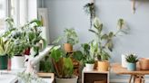 These Low-Maintenance Garden and Houseplants Have Green-Thumb Energy