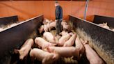 China opens tit-for-tat anti-dumping probe into European pork