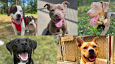 Paws Humane Society adoption fees are half-off for June 2024