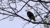 Bald eagle captured on camera over Chicopee River