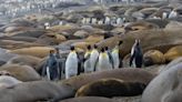 Bird flu found in king penguins for first time on islands near Antarctica