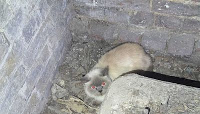 Cat trapped in St Paul’s Cathedral basement rescued by RSPCA