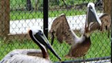 Meet Busch Wildlife's 'snowbird': Pelican who beat frostbite marks 3 years at sanctuary