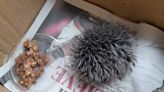 Baby Hedgehog Rescued by 'Well-Meaning' Woman Turns Out to Be a Pom-Pom