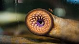 Lampreys offer clues to the origin of our fight-or-flight instinct