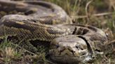 Encuentran dentro de una serpiente pitón a una mujer desaparecida