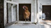 Chicken Coop Cameras Are the Newest Country Trend