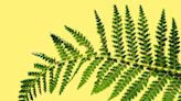 10 Essential Care Tips for Indoor Ferns