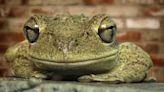 Florida rain expected to surge invasive Cuban tree frog breeding