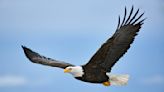 Braddock Bay Raptor Research leads the way for local bird-of-prey migration tracking